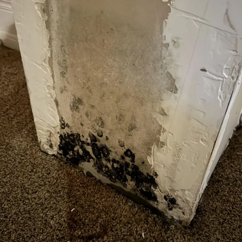 Professional Mold Removal in Washington County, OH